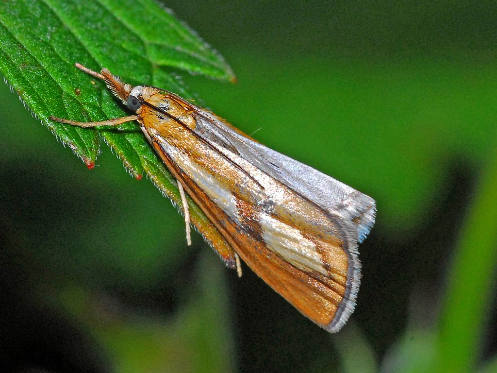 Crambidae ID